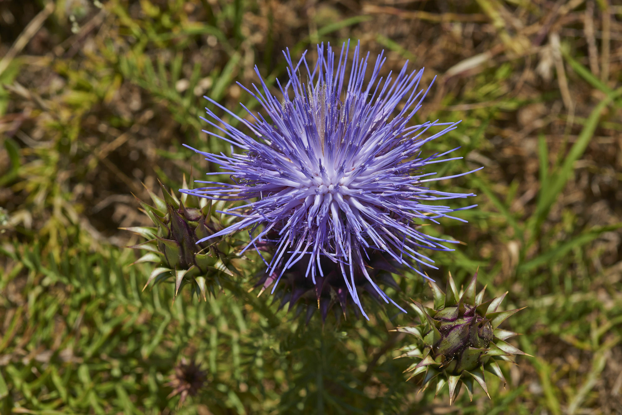 Hotel Rural Quinta Do Marco - Nature & Dining Tavira Luaran gambar