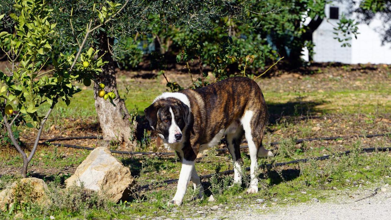Hotel Rural Quinta Do Marco - Nature & Dining Tavira Luaran gambar